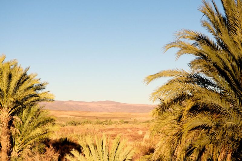 Why Are Desert Oases Trending For Digital Nomads In 2025?